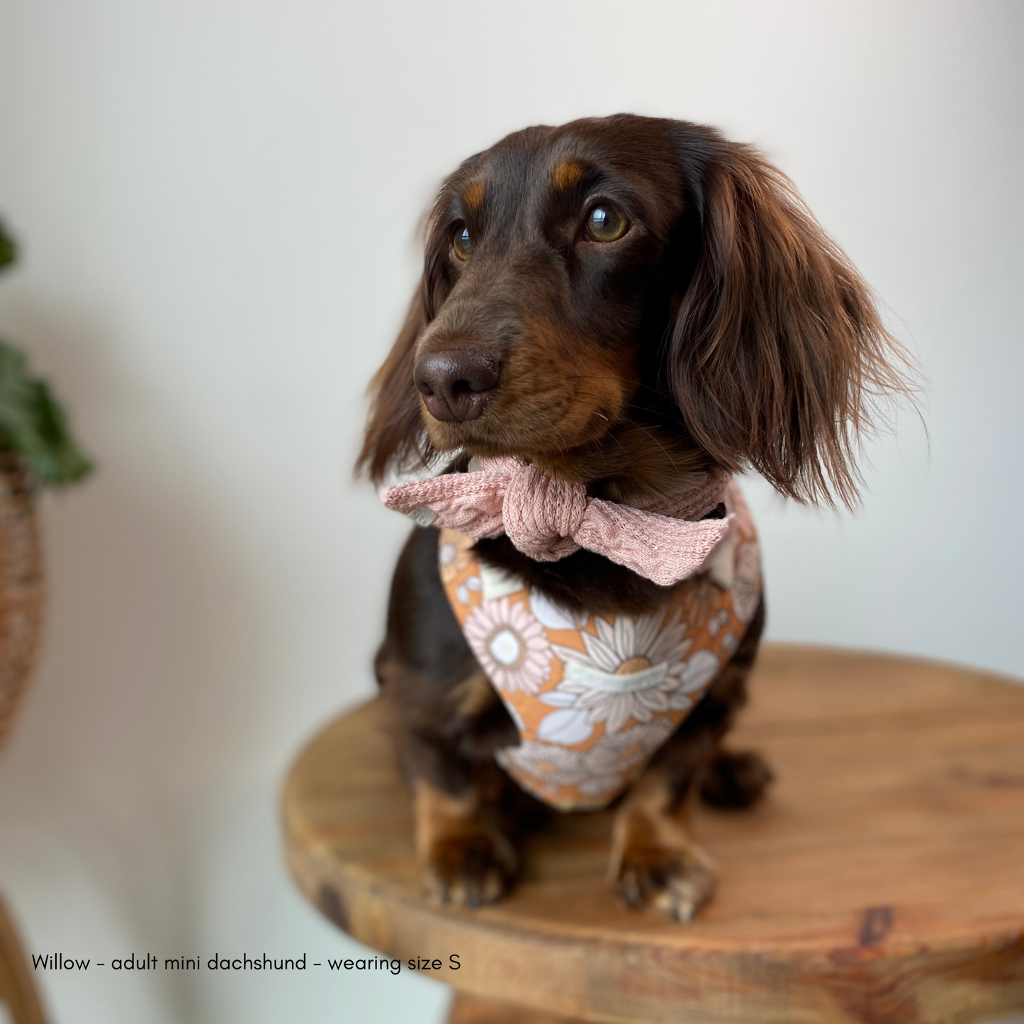 Amber Chest Harness