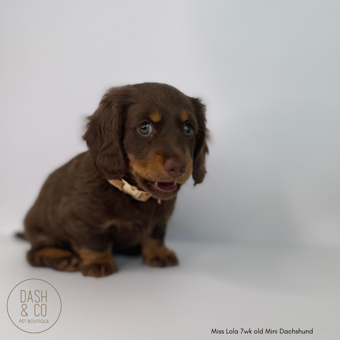 Millie Puppy/Cat Collar