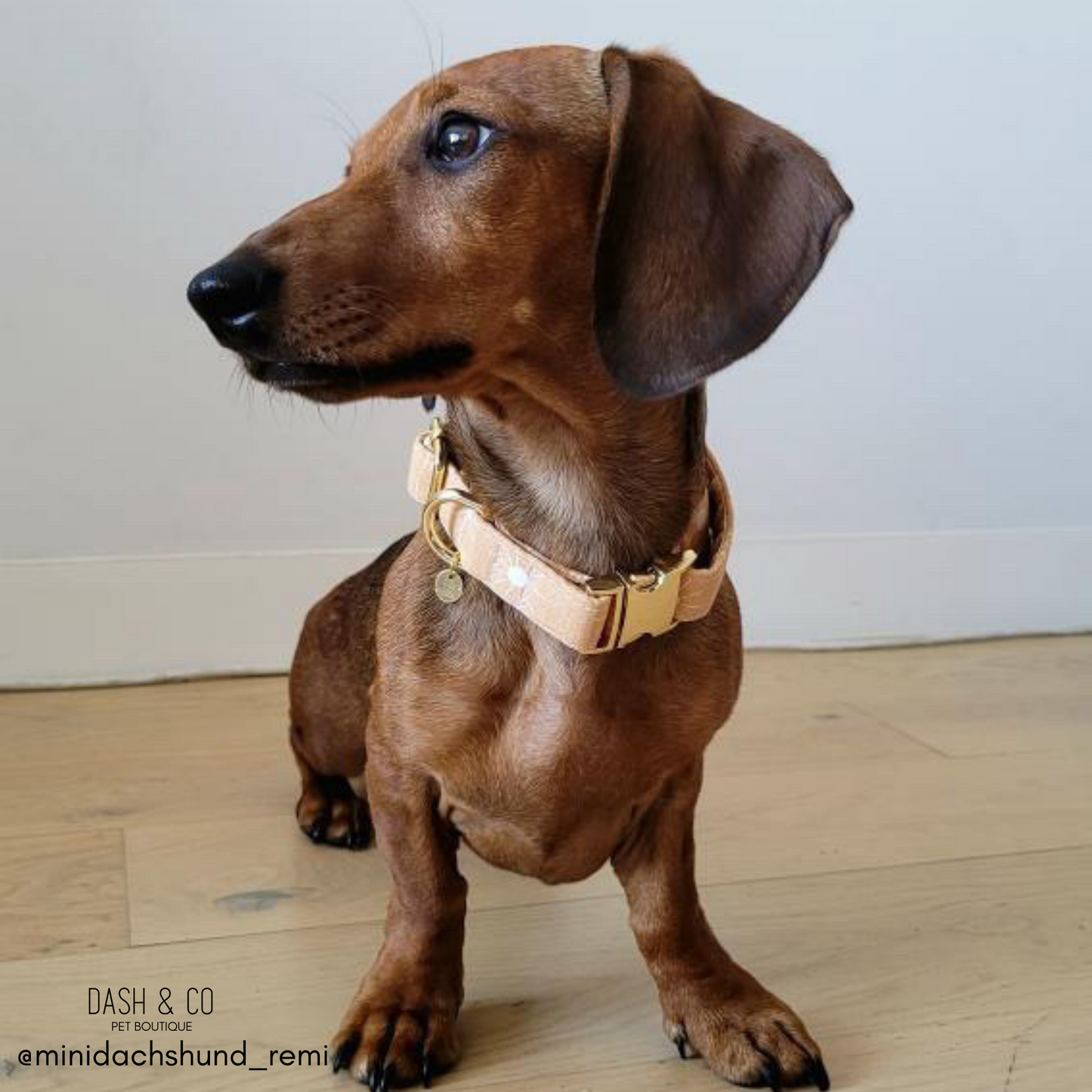 Summer Collar
