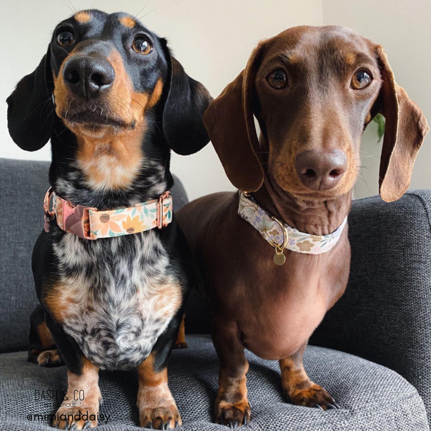 Lola Collar