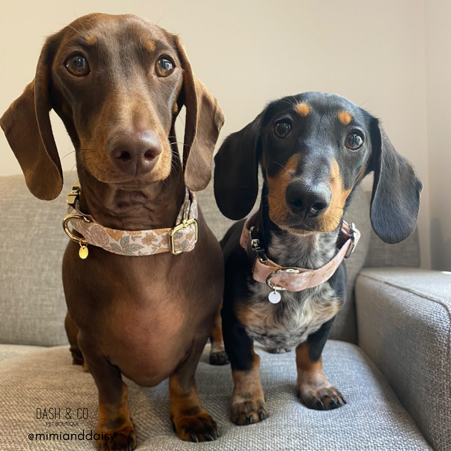 Millie Collar