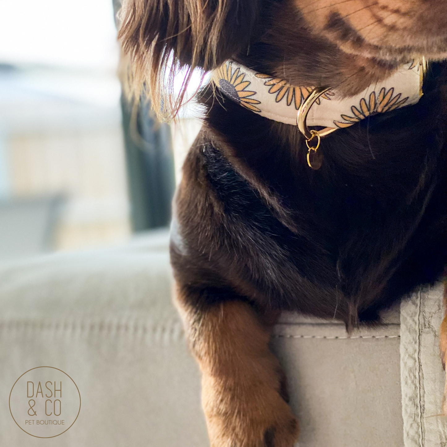 Sunny Collar