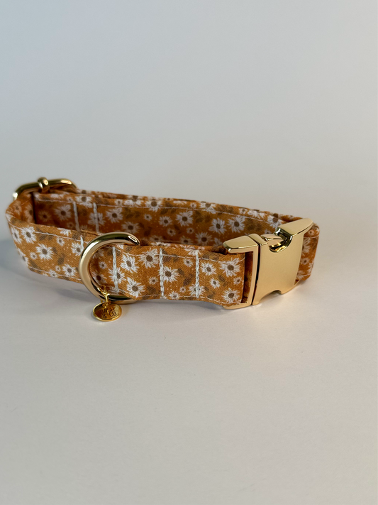 Autumn Collar