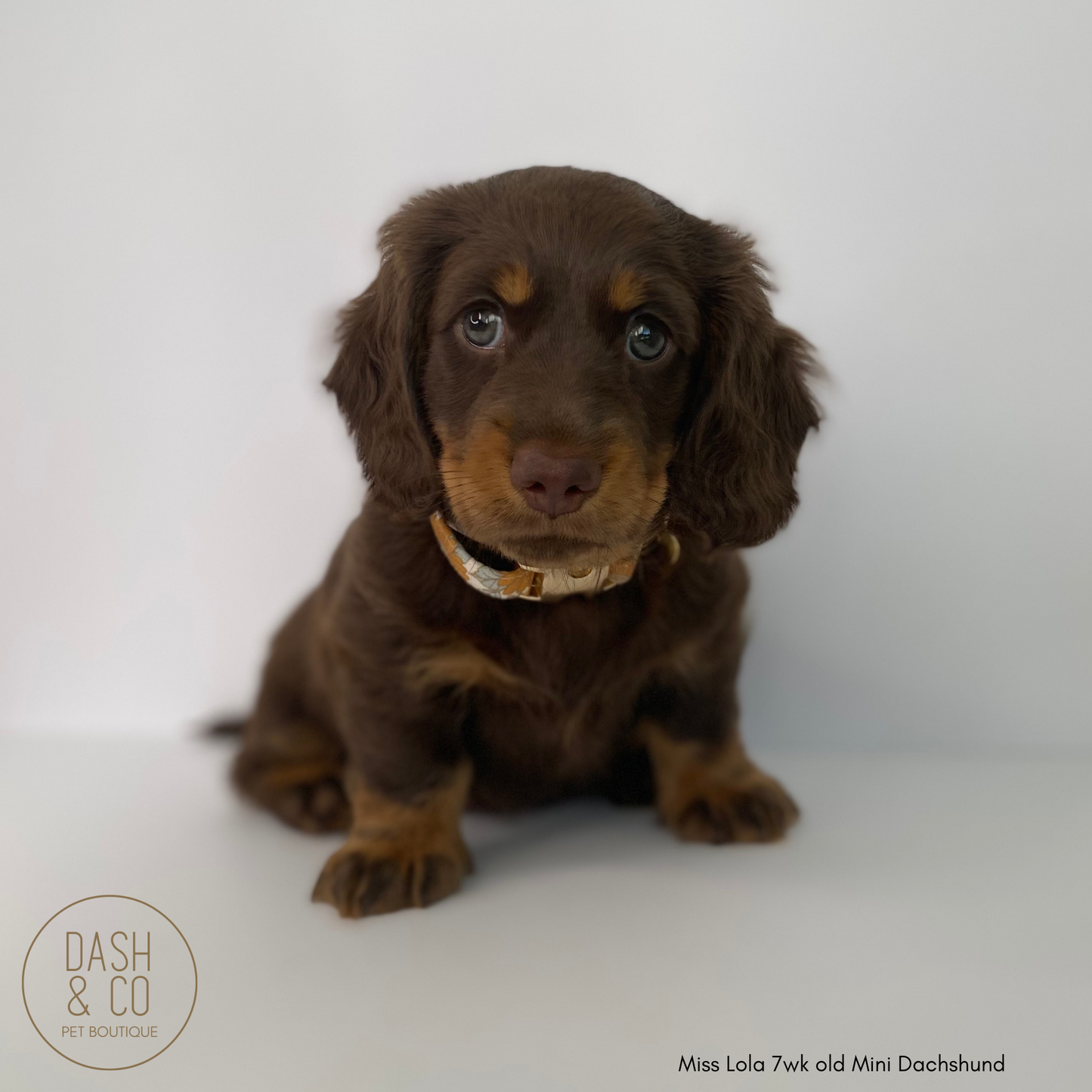 Millie Puppy/Cat Collar