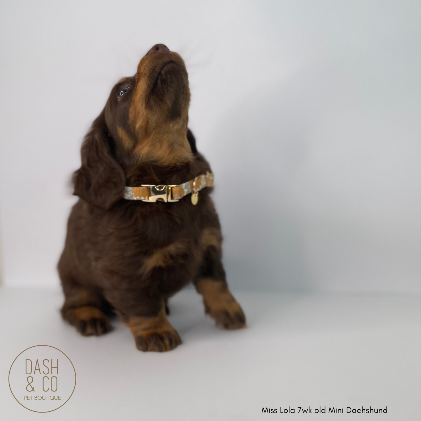 Amber Puppy/Cat Collar