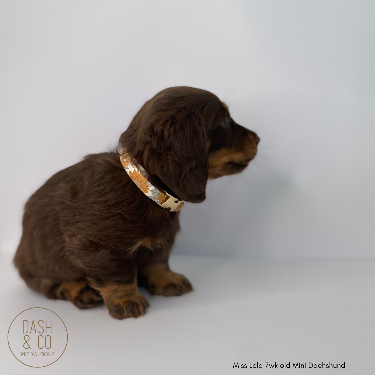 Millie Puppy/Cat Collar