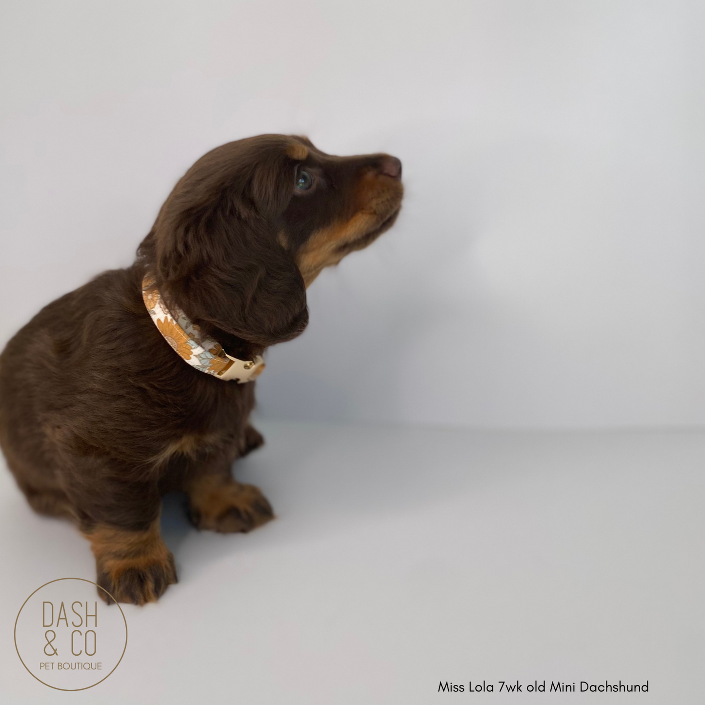 Sofia Puppy/Cat Collar