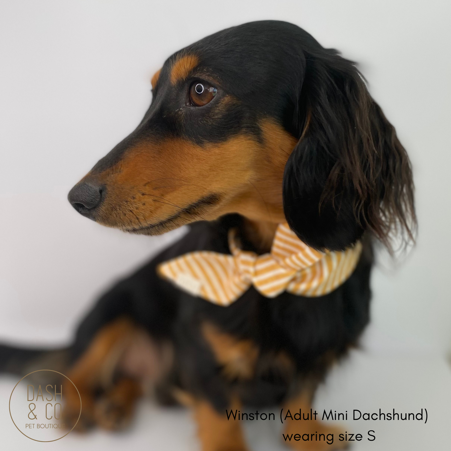 Ralph Neckerchief