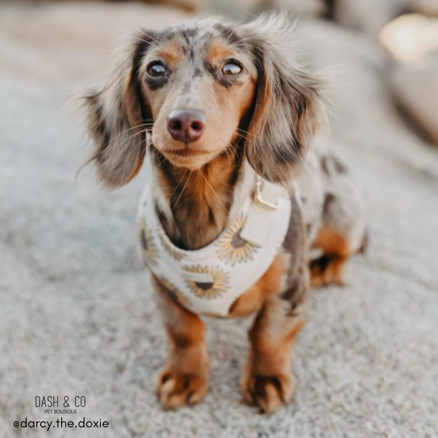Sunny Chest Harness