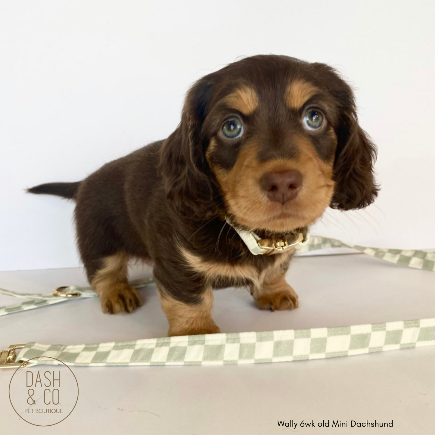 Amber Puppy/Cat Collar