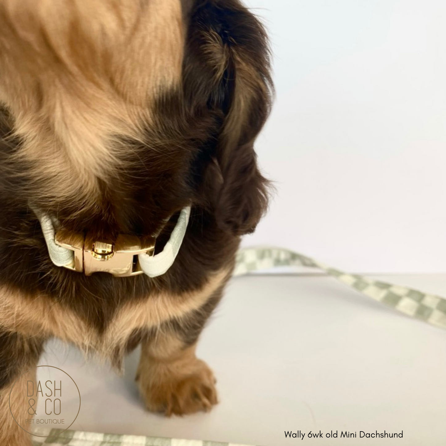 Alex Puppy/Cat Collar