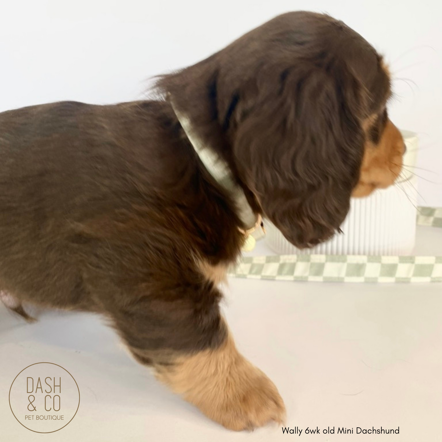 Lola Puppy/Cat Collar