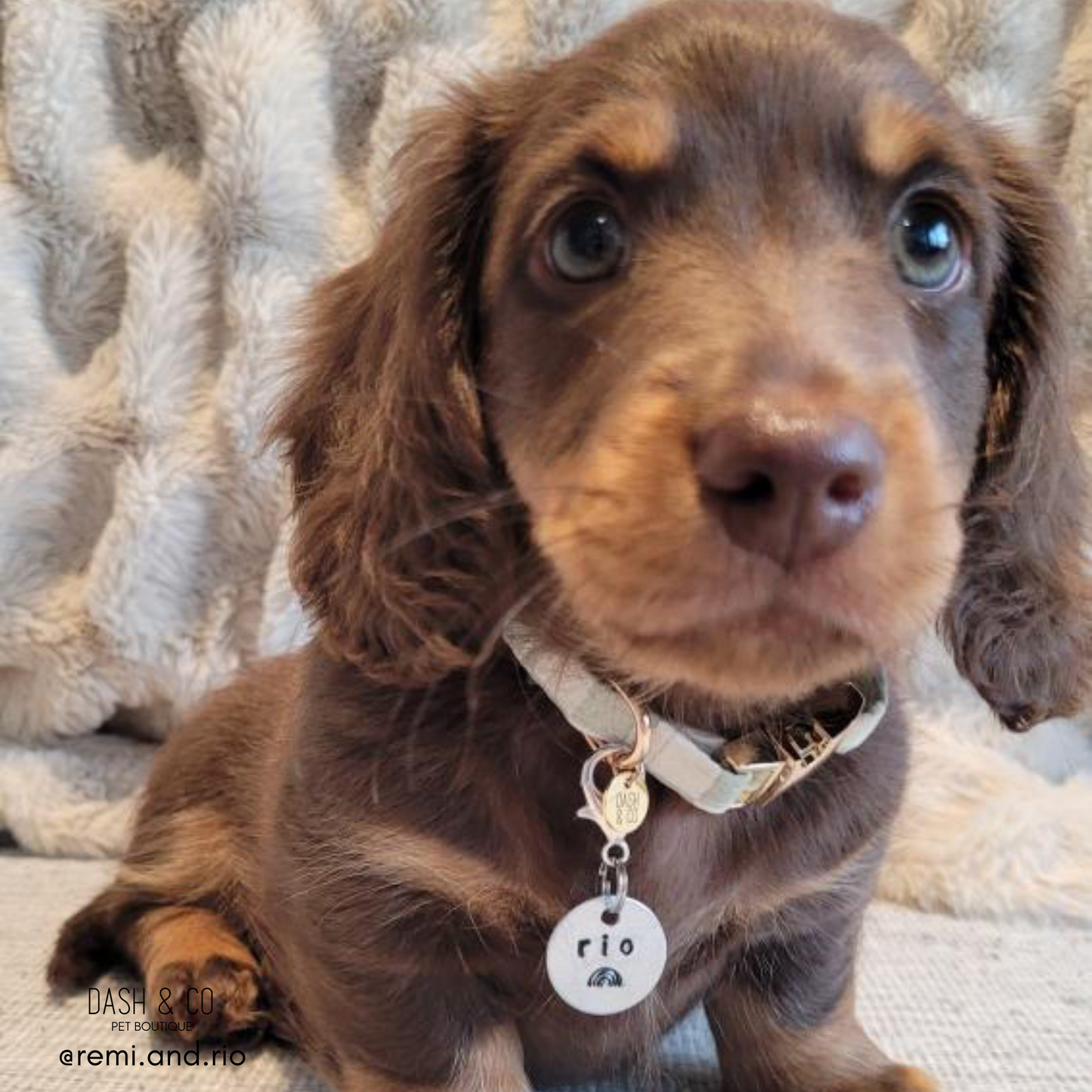 Ralph Puppy/Cat Collar