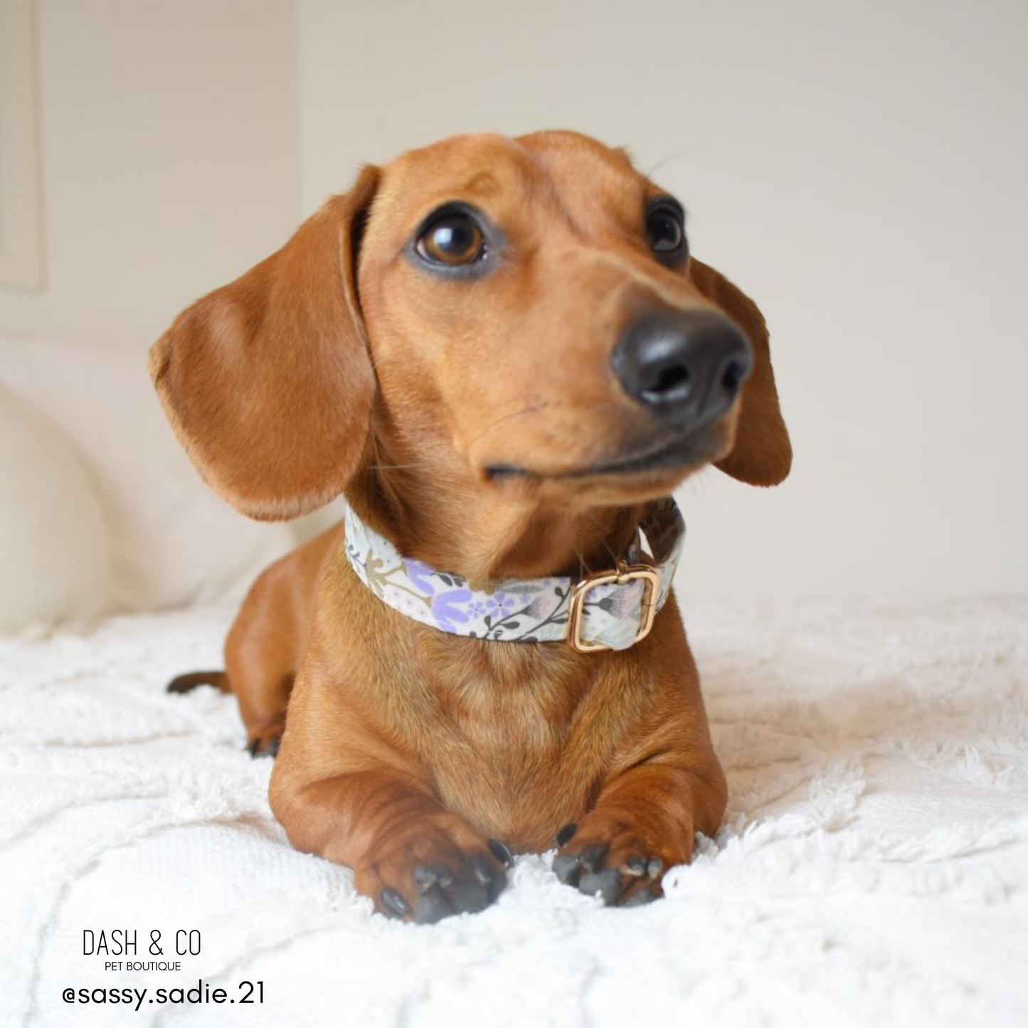 Sofia Collar